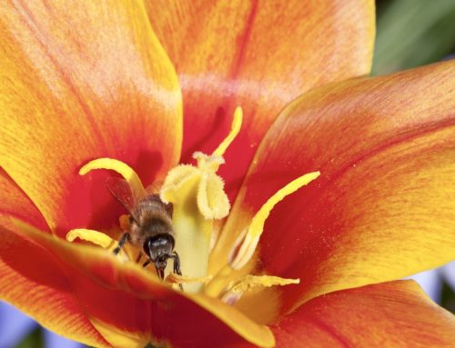 Bee Conservation: BIG NEWS @ BDirty Co